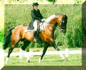 Centyfor - Polish Warmblood Stallion (CHAPS Approved)